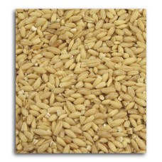 BULK GRAINS: Organic Hulled Barley, 25 lb