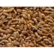 BULK GRAINS: Organic Grains Hard Red Spring Wheat, 25 lb